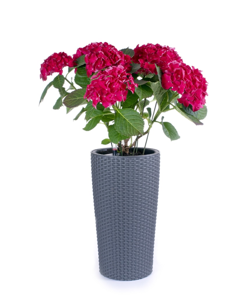 Hortensie in Polyrattan Pflanzgefäß